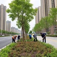 2026美加墨世界杯官网 水域绿化工程植物批发梧州